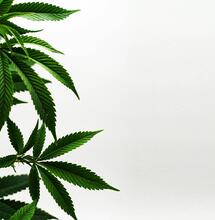 BLE hat vier Cannabis-Forschungsprojekte genehmigt