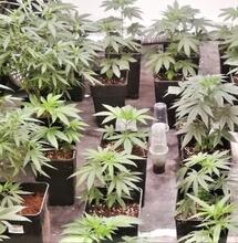 10 Mistakes To Avoid When Growing Indoors