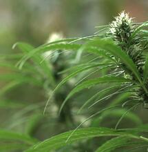 La chilombiana: Un mito nacido en el Aconcagua