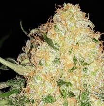 Hablamos con Babylon Seeds Bank, un banco de semillas artesanal