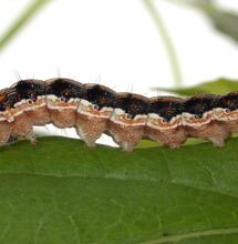 Bacilius Thuringiensis: agente contra las orugas.
