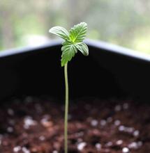 Guida alla coltivazione avanzata sul balcone (1ª parte)