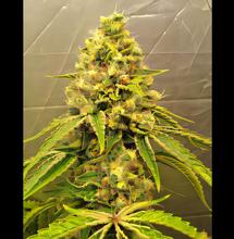 Banana Blaze