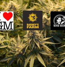 Barney's Farm, Sensi Seeds a ILGM v historické fúzi
