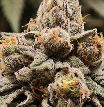 Bayern blockiert erneut Cannabis-Ausgabe