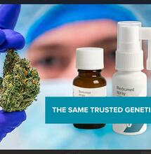 Bedrocan introduceert Bedromed: cannabis spray en druppels