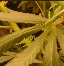 Cannabis médical : l’entreprise Bedrocan en difficulté