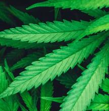 La ville de Bègles présente son projet de légalisation