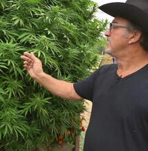 Jim Belushi : acteur et ganja farmer