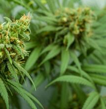 Beneficios, uso y aplicación de algas marinas el cultivo de cannabis.