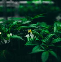 La importancia de la circulación de aire en el cultivo de marihuana.