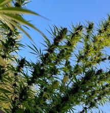 Des Africaines dans le Sud Berry