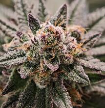 Kann man Cannabis-Pflanzen mit Eierschalen dngen? - Soft Secrets