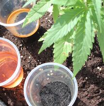 Biofertilizantes en el cultivo de marihuana