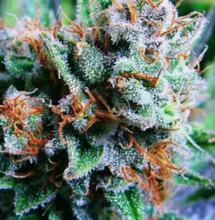 Blue Dream : quand la Blueberry rencontre la Haze