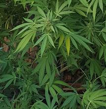 Cannabis Corsica : bonus photos