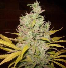 Botafumeiros pod 400W