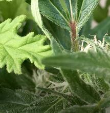  L’autre plante du mois : Géranium rosat Bourbon