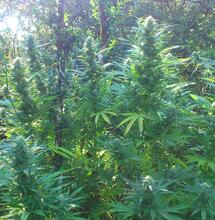 Culture en extérieur en Bourgogne