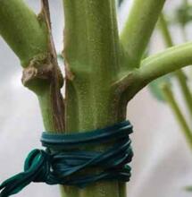 Comment réparer des branches cassées ?