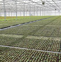 British cannabis company is purchased by the US for millions