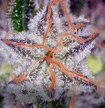 ¿Por qué cultivar orgánico?