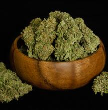  Grazie alle loro alte prestazioni, i nuovi ibridi F1 di Royal Queen Seeds sono destinati a trasformare l’industria della cannabis, 