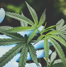 Building a Budget Grow Room