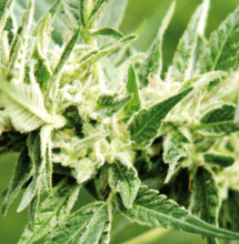 Recht op thuisteelt moet basis zijn van cannabisbeleid