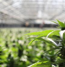 Buren klagen over wietgeur bij cannabisteler Canadelaar