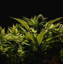 Burgemeester Voorne aan Zee wil ingrijpen bij CanAdelaar