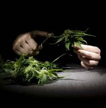 Burgemeester is alleenheerser in cannabisbeleid