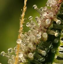 Błędy w diagnozowaniu problemów uprawy