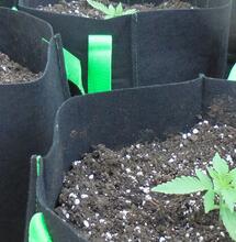 Raíces: una poda aérea que no olvidarás