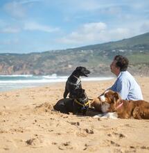 Is It OK to Give Our Pets CBD?