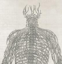 Qué hace el CBD en el sistema nervioso