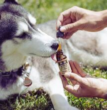 CBD i leczenie bólu pooperacyjnego u zwierząt