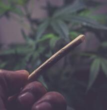CBD jako brzda THC? Jen za určitých podmínek