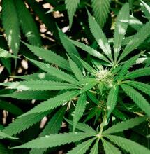 CBD jako sprzymierzeniec antybiotyków. Przełom w walce z superbakteriami