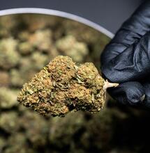 CBD jako velmi účinné antipsychotikum