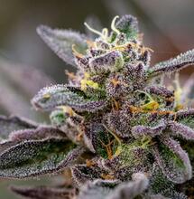 CBD powoduje śmierć komórek czerniaka i ogranicza jego rozprzestrzenianie