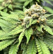 CBD skuteczne przeciw bakteriom opornym na antybiotyki