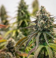 CBD, CBG i CBN mogą zwalczać raka dróg żółciowych