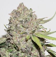 CBD: lo que sabemos hasta ahora