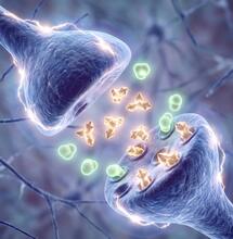 ¿El CBD reduce el colocón del THC? La ciencia revela lo contrario