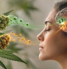 Cómo modula el CBD al THC