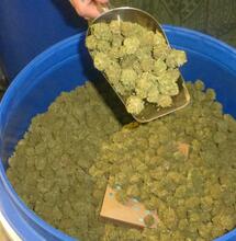 Conseil d'État : les fleurs CBD définitivement autorisées en France