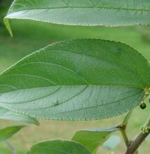 scientists discover CBD in plant other than weed 