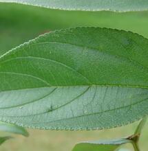 CBD auch in anderen Pflanzen als Cannabis gefunden