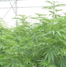 Les producteurs de chanvre bien-être se mobilisent contre le gouvernement 